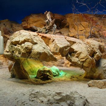 Den levande öknen – Skansen-Akvariet