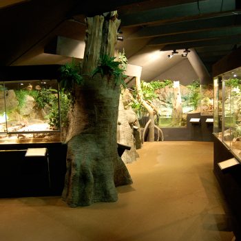 Tropiska miljöer till Amfibiehuset på Nordens ark