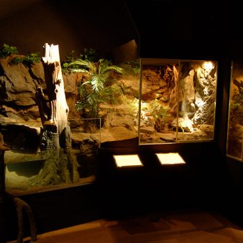Tropiska miljöer till Amfibiehuset på Nordens ark